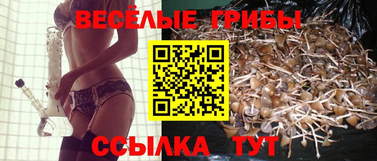 Галлюциногенные грибы Psilocybe Родники